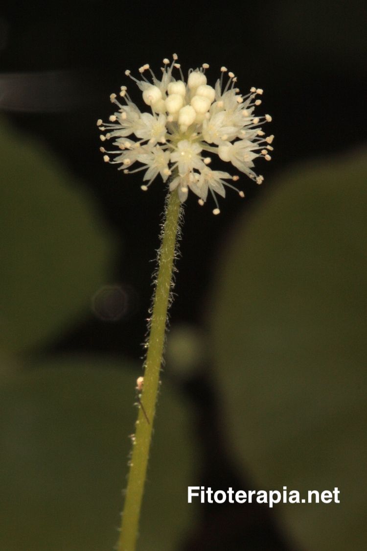 Centella asiatica