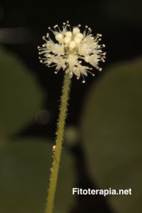 Efecto cognitivo de la centella asiática en geriatría