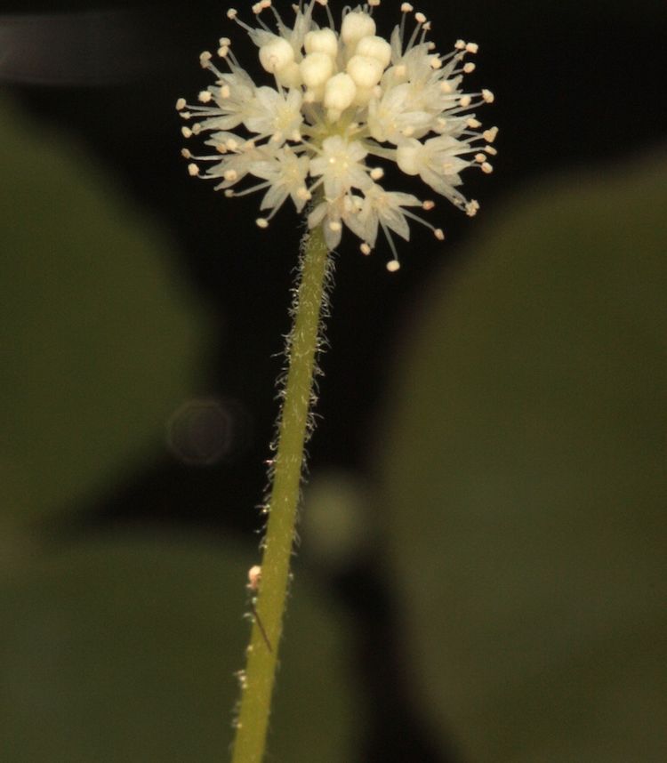 Centella asiatica