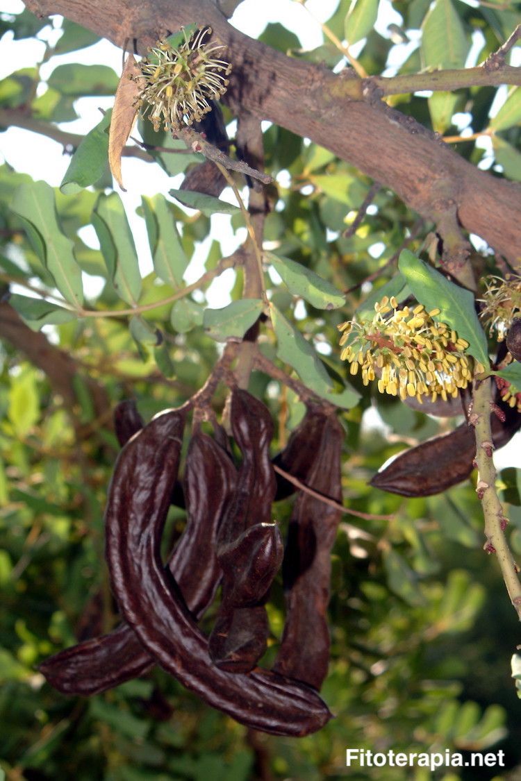 Algarrobo, fruto
