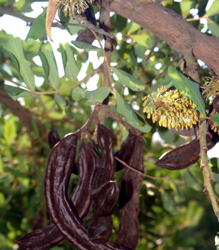 Algarrobo, fruto