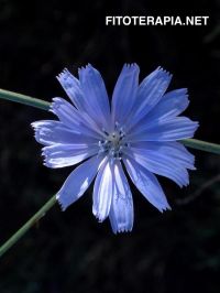 Lactonas sesquiterpénicas: marcadores quimiosistemáticos de la tribu <i>Chicorieae</i>