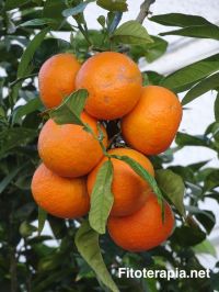 Efecto sobre la presión arterial de un extracto de naranja amarga