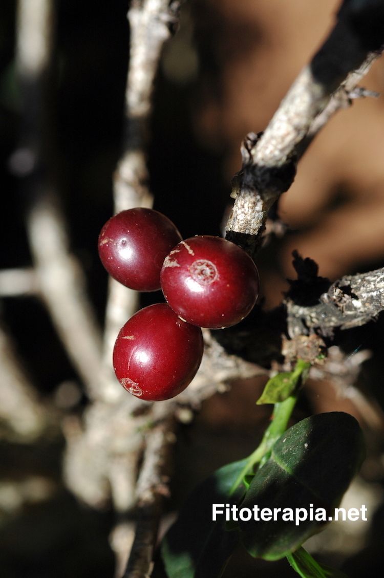 <i>Coffea arabica</i>