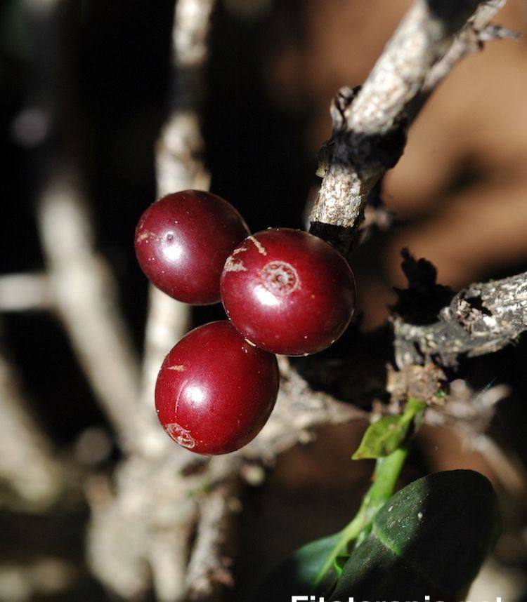 <i>Coffea arabica</i>