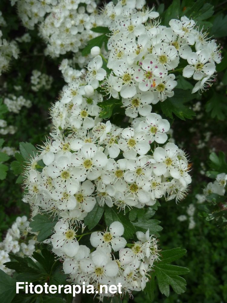 Espino albar, flor