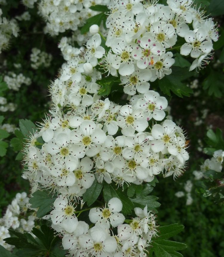 Espino albar, flor