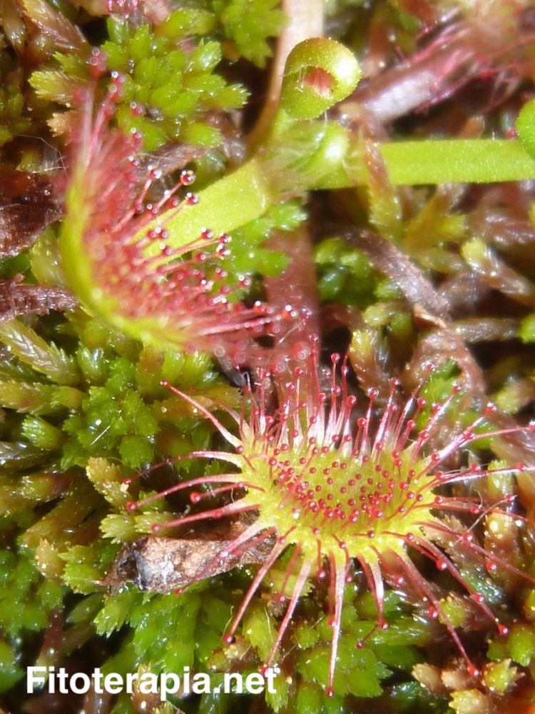 Drosera rotundifolia
