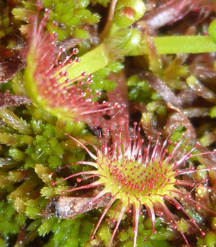 Drosera rotundifolia