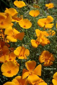 Amapola de California, cuándo y cómo tomarla