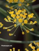 Más que sabor y fragancia