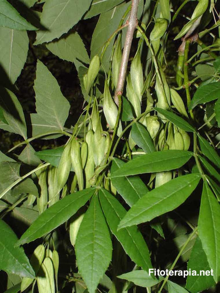 Fresno de hoja estrecha