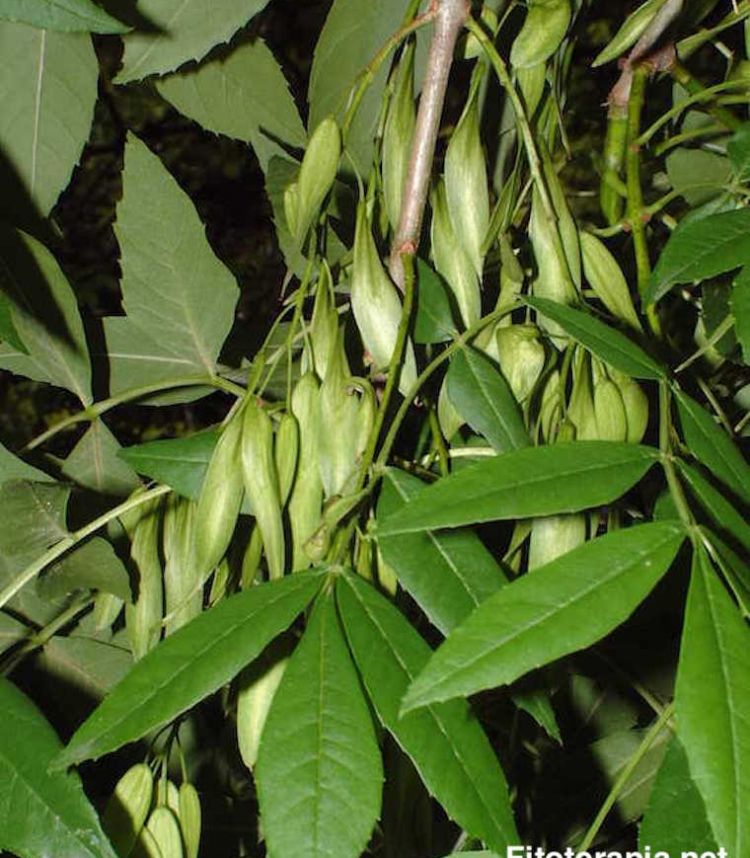 Fresno de hoja estrecha