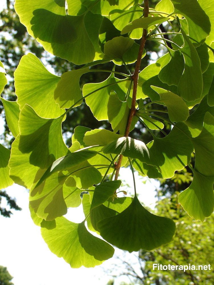 Ginkgo