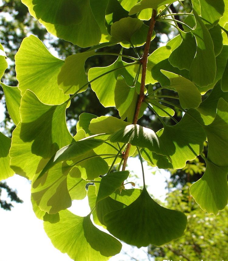 Ginkgo