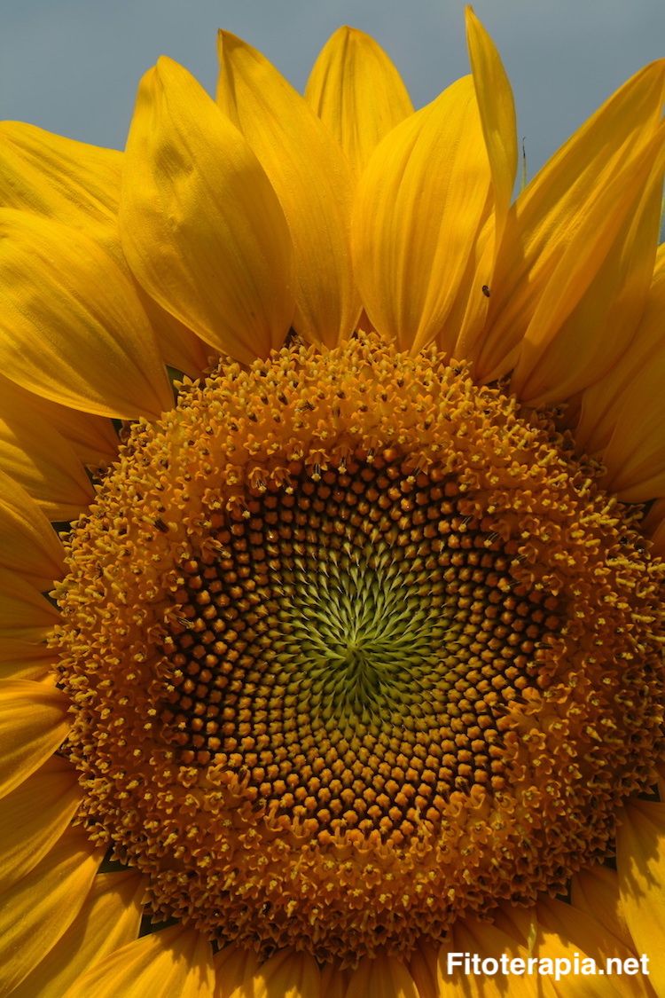 Girasol