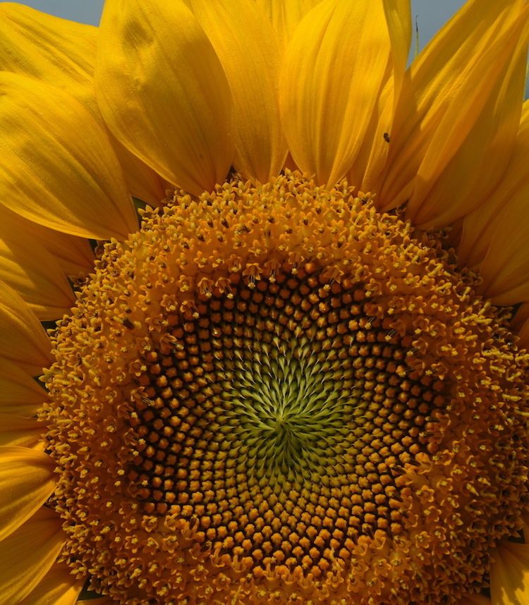 Girasol