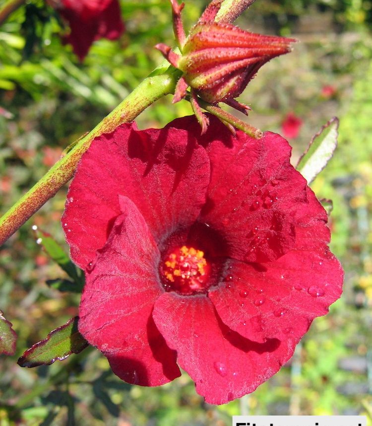 Hibisco 