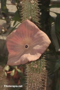 Diferentes compuestos aislados de <i>Hoodia gordonii</i> y <i>Hoodia pilifera</i>