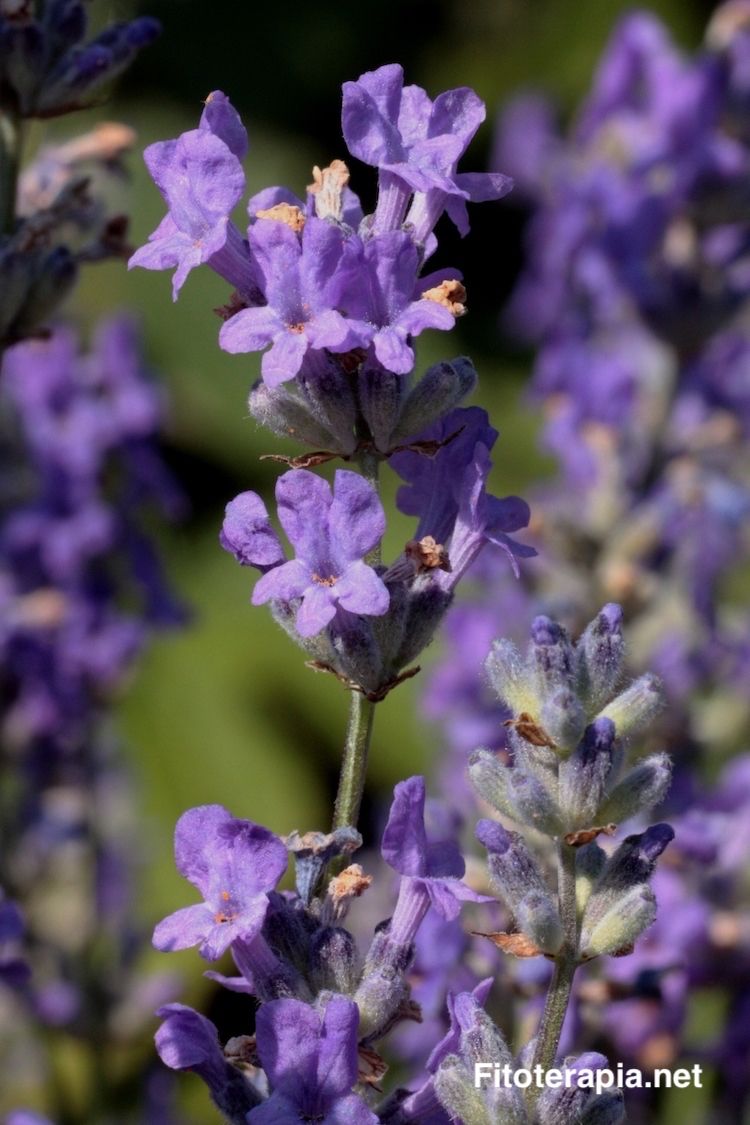 Lavanda