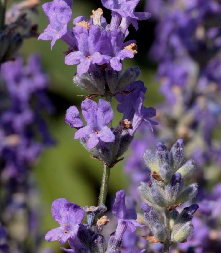 Lavanda