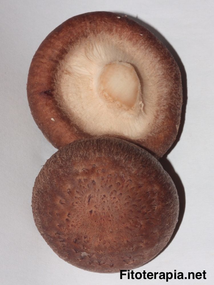 Shiitake