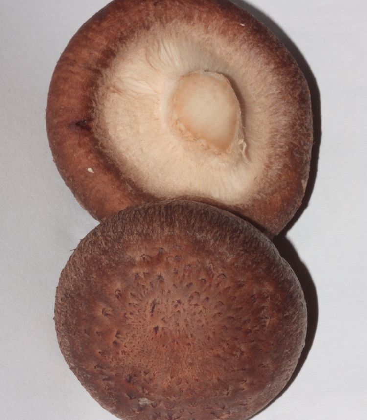 Shiitake