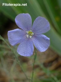 Productos de origen vegetal reducen los niveles de  lipoproteínas de baja densidad más pequeñas y densas (sdLDL)