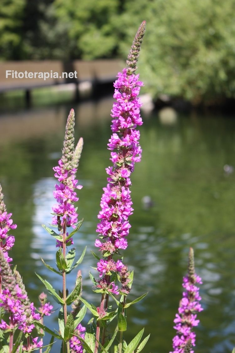 Salicaria