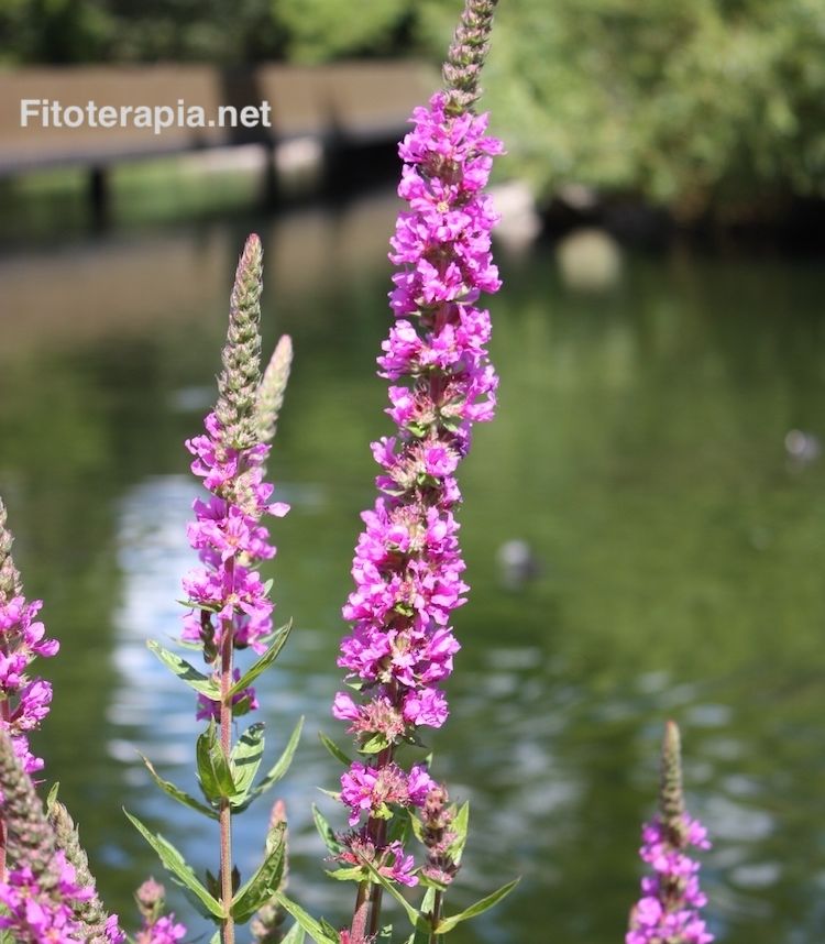 Salicaria