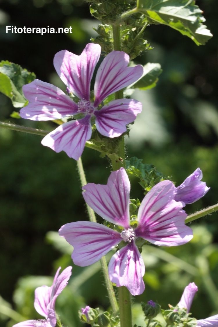 Malva | fitoterapia.net