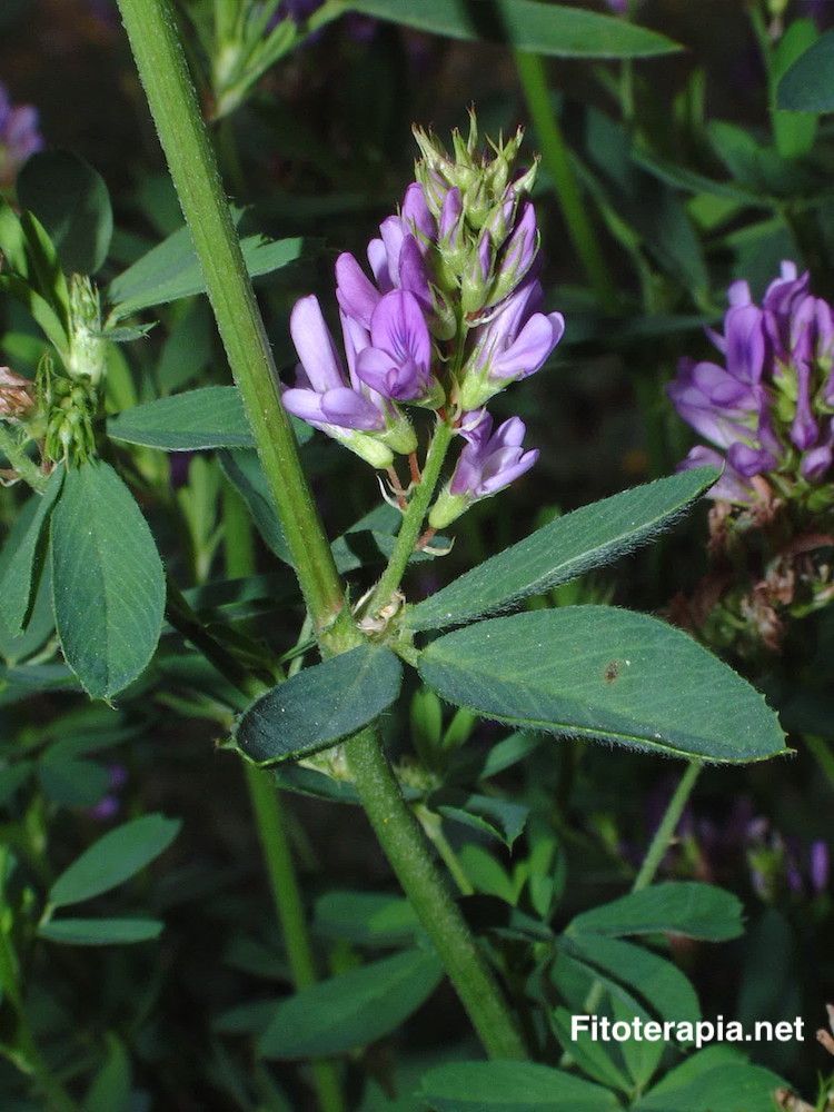 Alfalfa