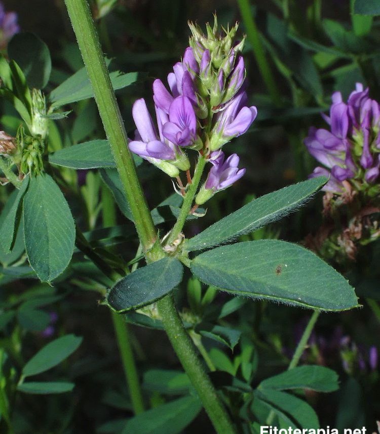 Alfalfa