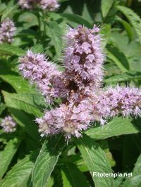 Aceite esencial de menta piperita en el síndrome del intestino irritable