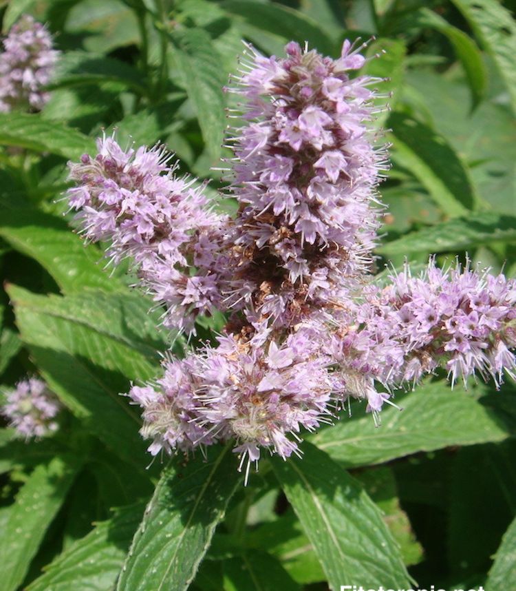 Menta piperita