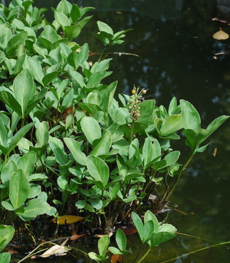 Trébol de agua