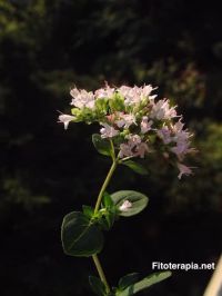 Plantas medicinales como agentes antimicrobianos complementarios en afecciones otorrinolaringológicas