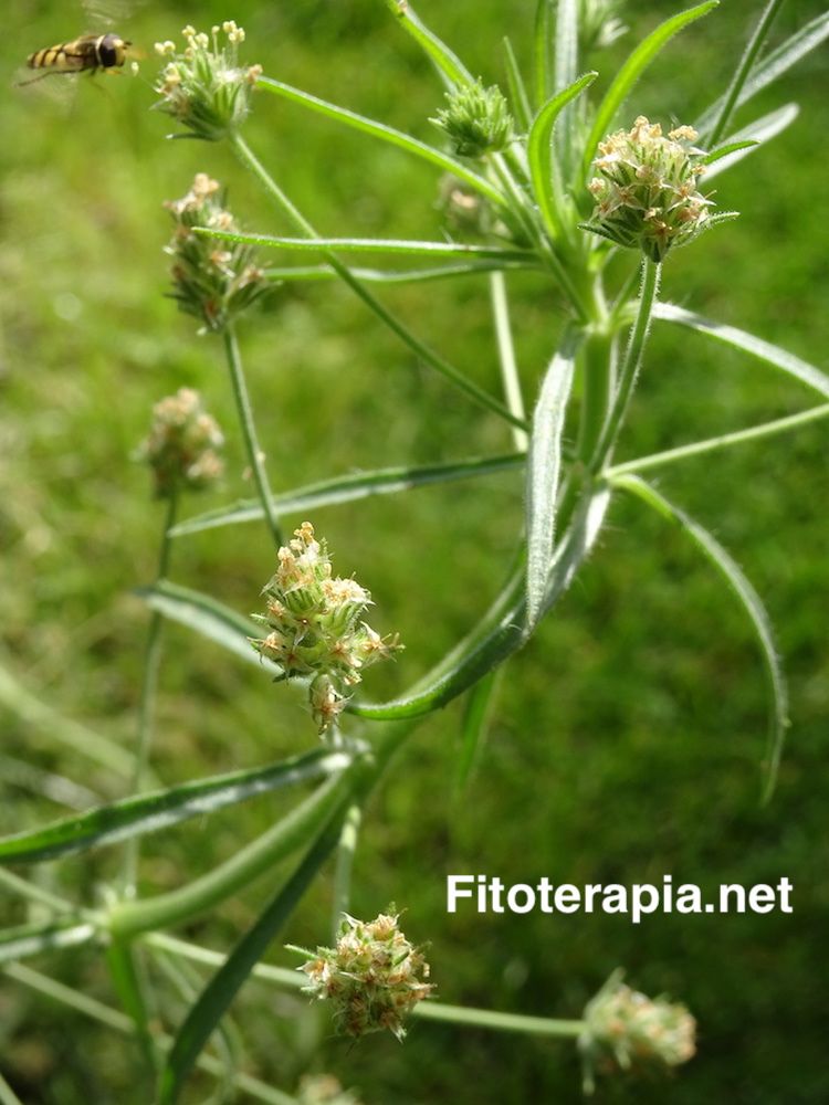 <i>Plantago afra</i>