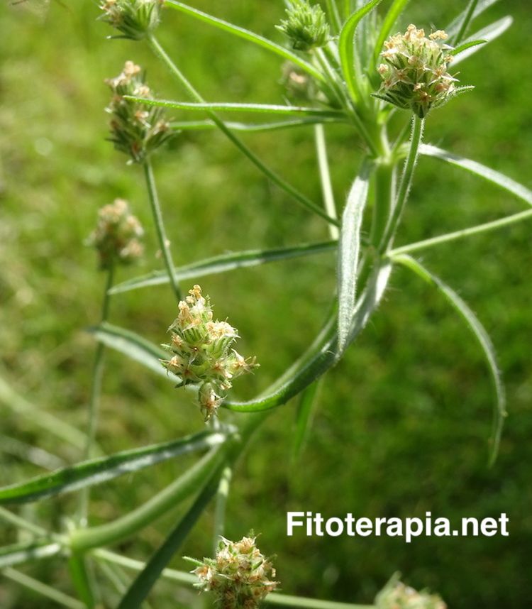 <i>Plantago afra</i>