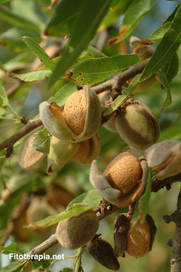 Almendro, fruto