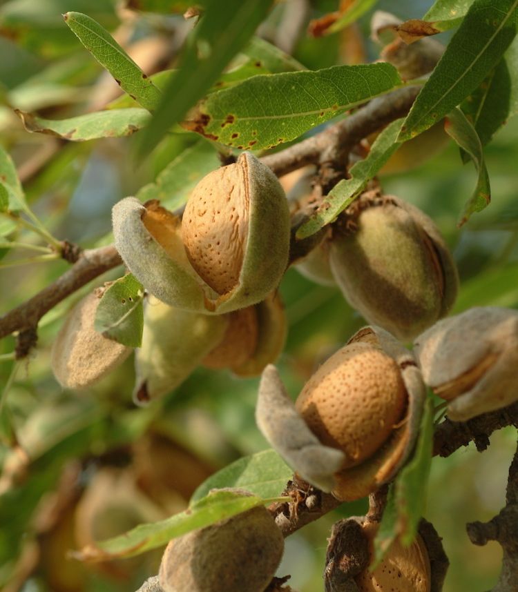 Almendro, fruto