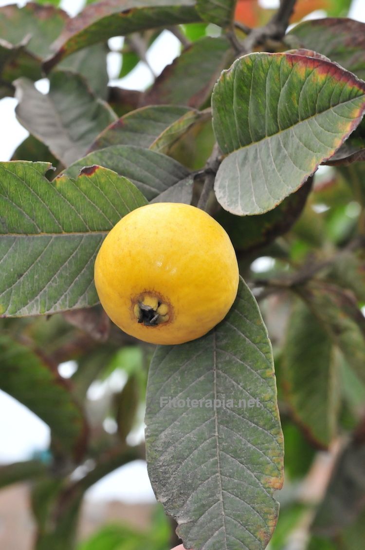 Guayabo, hoja y fruto (guayaba)