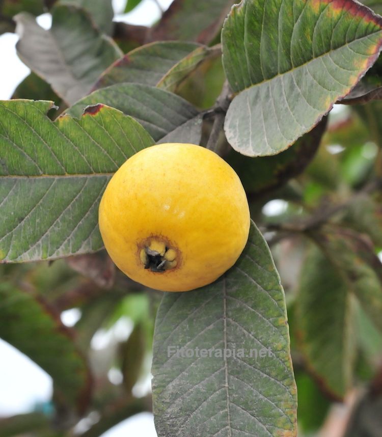 Guayabo, hoja y fruto (guayaba)
