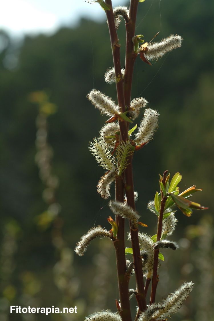 <i>Salix fragilis</i>