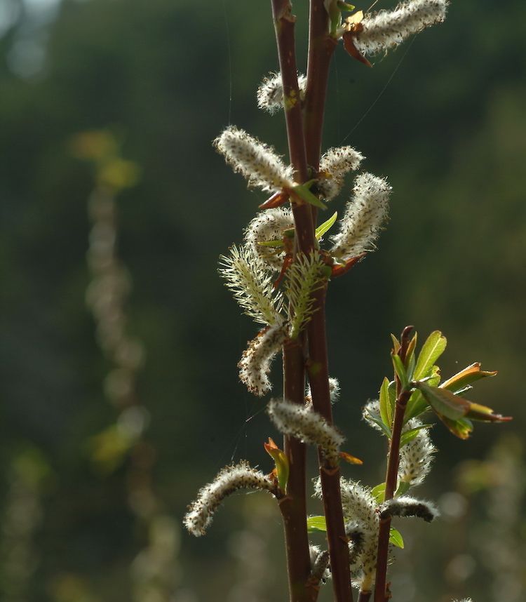 <i>Salix fragilis</i>