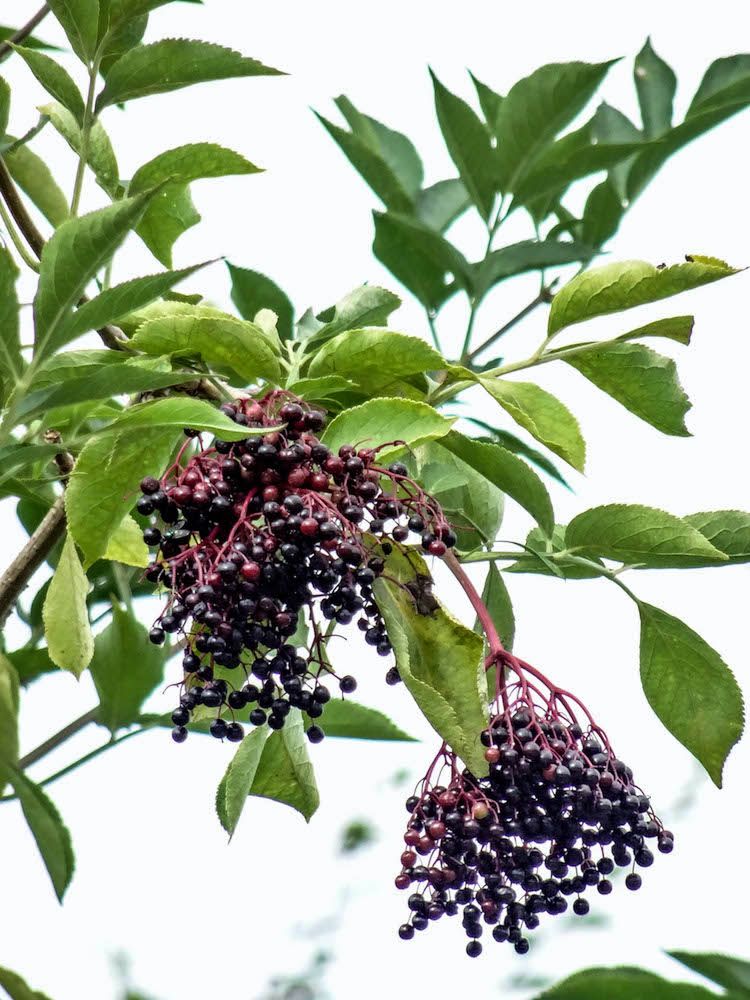 Saúco, fruto