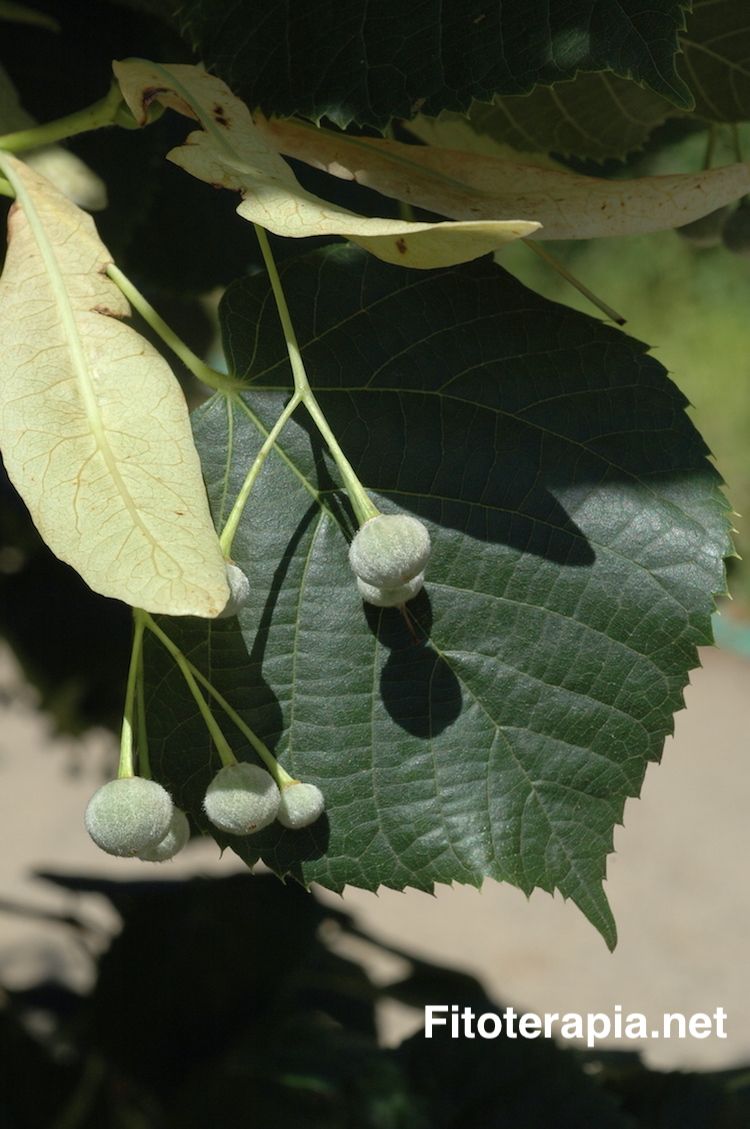 <i>Tilia platyphyllos</i>