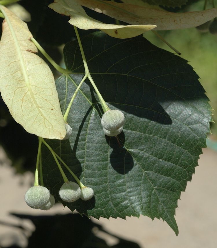 <i>Tilia platyphyllos</i>