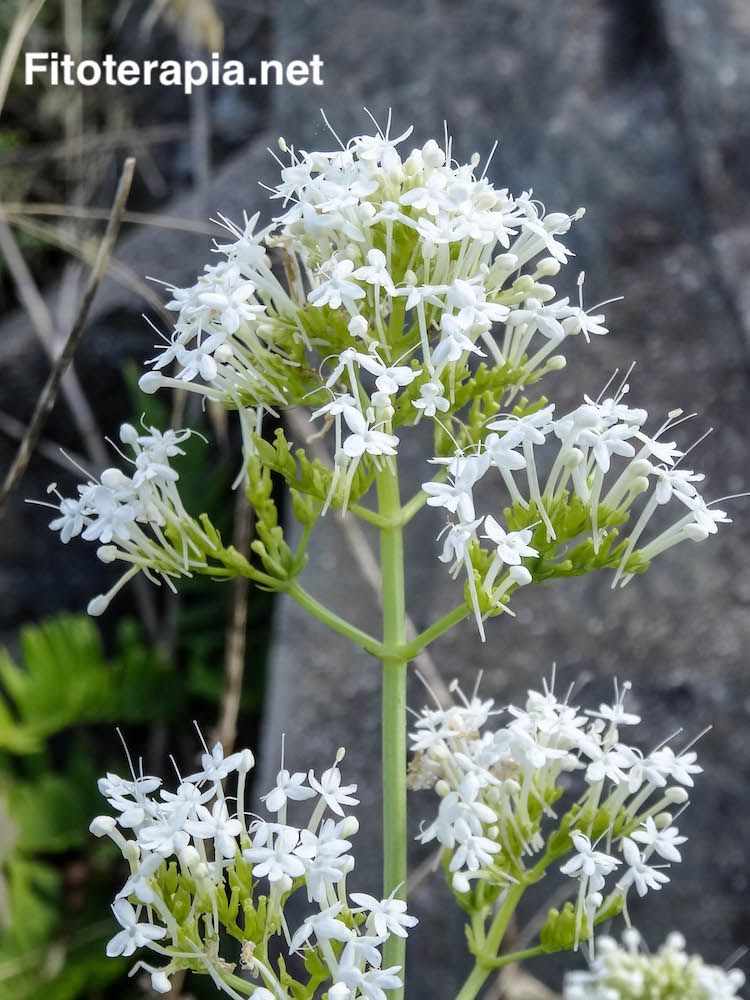 Valeriana