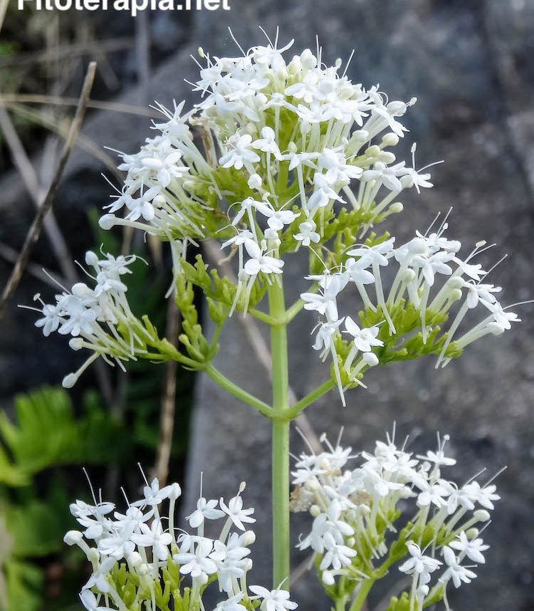 Valeriana